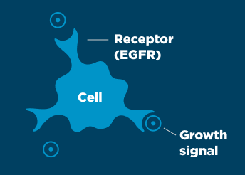 Healthy cell with EGFR receptor