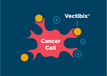 Cancer cell with Vectibix® (panitumumab) monoclonal antibody