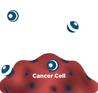Cell Division Image