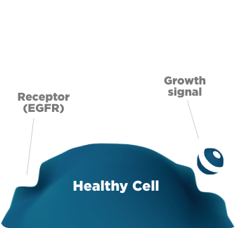 EGFR & Cell Image